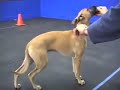 See video