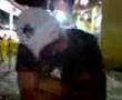 Bibiu e Bibao Cantando