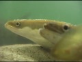 Zobacz film