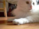 Ashford Attacks The Paparazzo