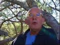 cabanes dans les arbres alain laurens 1