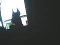 Schnauzer-Abas