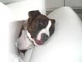 AmStaff-Thyson