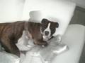 AmStaff-Thyson