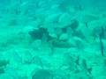 videos de Plongée Mexique 
