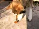 Dogging the Market 3