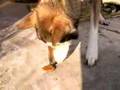 Dogging the Market 3