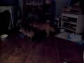 col. potter cairn terrier rescue\ col. potter cairn terrier rescue\