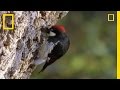 Woodpeckers vs. the World