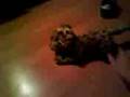 videos de Zebra meets Jaguar
