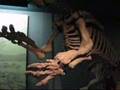 Smithsonian Institute  Nationa Museum of Natural History