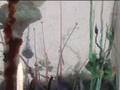 Chemistry with Haui. Chemical garden.