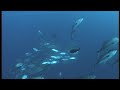 DIVE CLIP