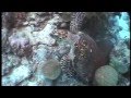 videos de DIVE CLIP