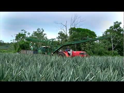 how to harvest pineapple