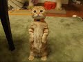 Cute Scottish Fold - Cute overload
