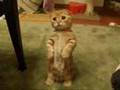 Cute Scottish Fold - Cute overload