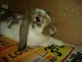 Rabbit Rhapsody