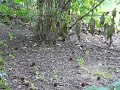 More squirrel
