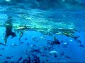 Bora Bora Shark and Ray feeding