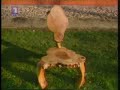 Kvadratura kruga - Arsic