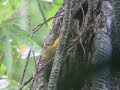 birder