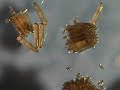 mosquito life cycle