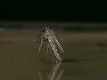 mosquito life cycle