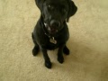 Lucy's Tricks