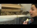 Tierschicksal TV: Putzige handzahme Degus