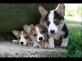 CuCCioLi