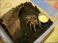 Brazilian Whiteknee
