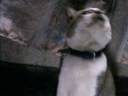 handson cat gayna