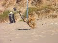 NEBRA Przyjacielskie Nastawienie, collie rough