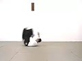 Aikido Mae Kaiten Ukemi II