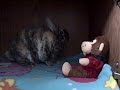 MacKenzie Bunnies - Bubbles and Cali - New Play Place (Entertainment Center) | Entertainment Videos,entertainment-videos free online video
