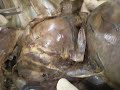 anatomia ceu corazon  derecho 