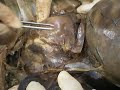 anatomia ceu corazon  derecho 
