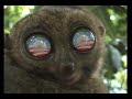 No-Drama Obama Lemur