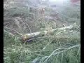 Click here to watch this video Logging on Granstom Road Part 5