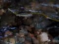 Serpente Liophis miliaris