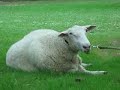 Discommunication with a Sheep