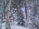 Jay Peak glades, Elwood ripping it up.