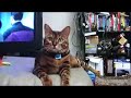 bengal kitty playing with rubber string