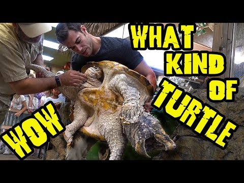 YouTube reptile video