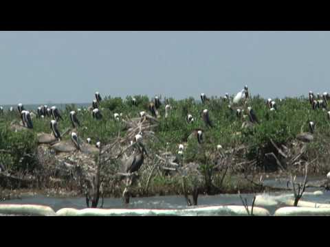 BP oil disaster - http://www.nwf.org/oil spill - National Wildlife Federation's staff have been on the ground since shortly after the Deepwater Horizon exploded. Find out what...