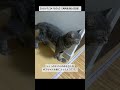 2019/7/24 その13【共同生活10日目】#保護猫 #猫