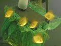 Covata Discus, piccoli di Pigeon / Blu Turchese