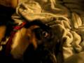 videos de jack && Suki