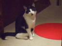 照れる猫
